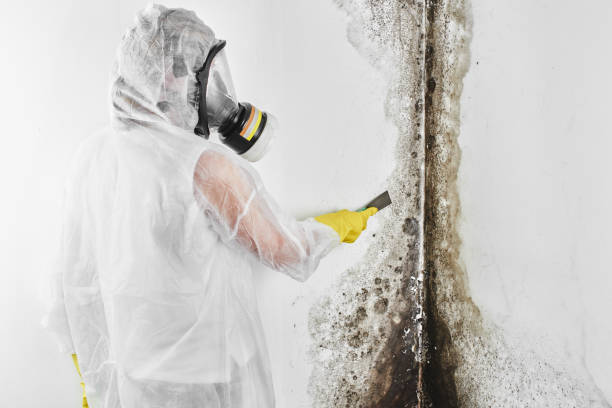 Best Air Quality Testing for Mold Spores  in Dwight, IL